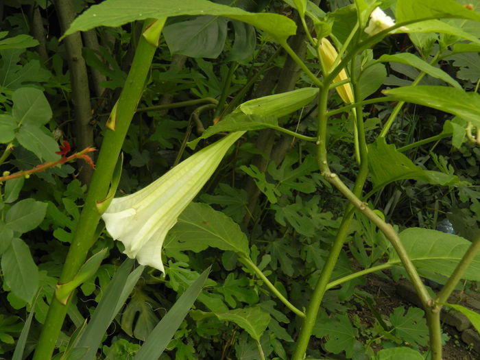 DSCN0849 - 2016 BRUGMANSII_CLEMATITE_HORTENSII 3