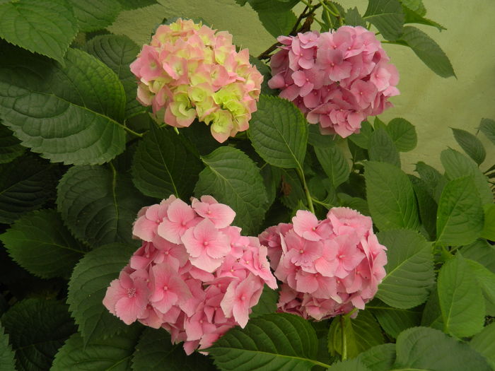 DSCN0857 - 2016 BRUGMANSII_CLEMATITE_HORTENSII 3