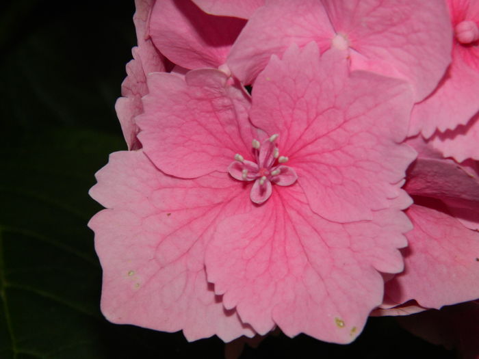 DSCN0861 - 2016 BRUGMANSII_CLEMATITE_HORTENSII 3