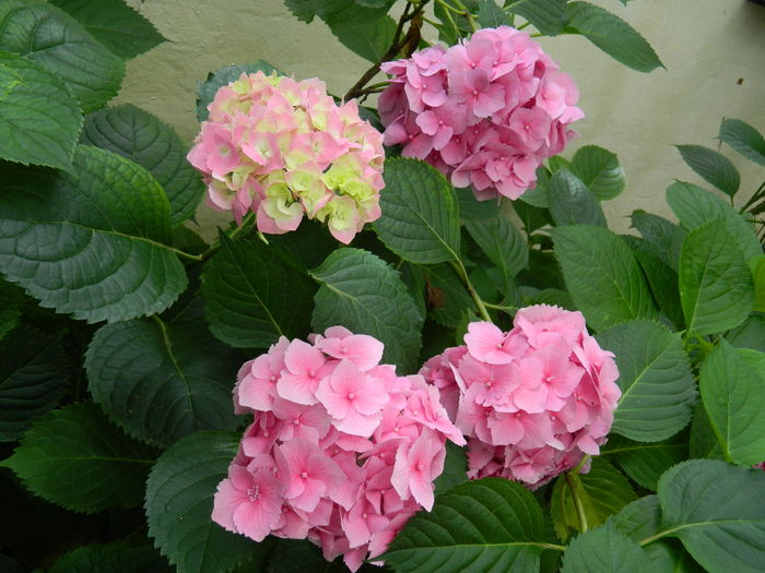 DSCN0862 - 2016 BRUGMANSII_CLEMATITE_HORTENSII 3