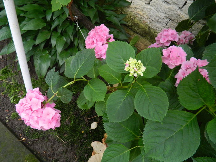 DSCN0863 - 2016 BRUGMANSII_CLEMATITE_HORTENSII 3