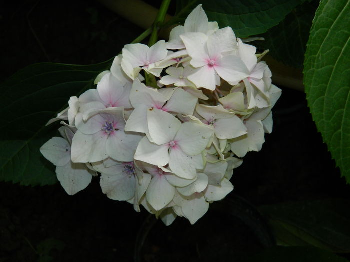 DSCN0875 - 2016 BRUGMANSII_CLEMATITE_HORTENSII 3