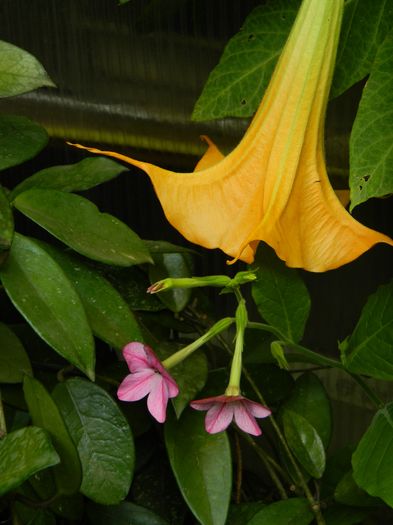 DSCN0882 - 2016 BRUGMANSII_CLEMATITE_HORTENSII 3