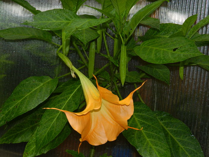 DSCN0896 - 2016 BRUGMANSII_CLEMATITE_HORTENSII 3