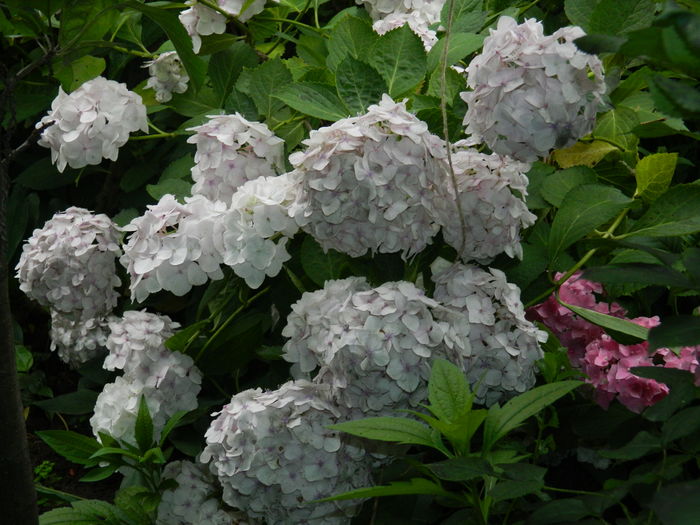 DSCN0916 - 2016 BRUGMANSII_CLEMATITE_HORTENSII 3