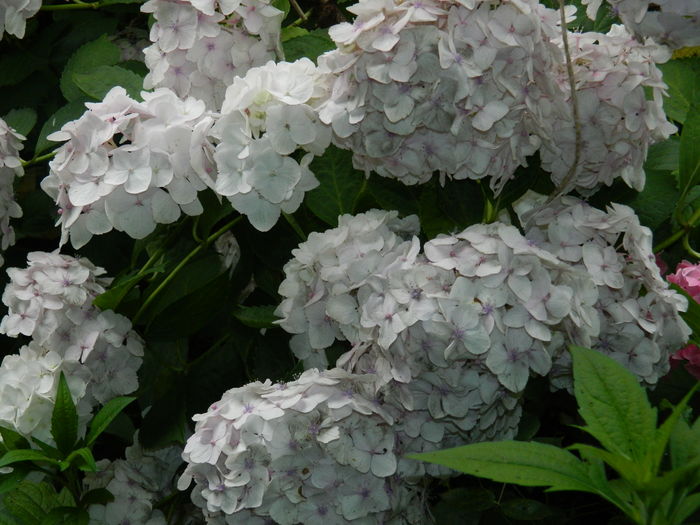 DSCN0917 - 2016 BRUGMANSII_CLEMATITE_HORTENSII 3