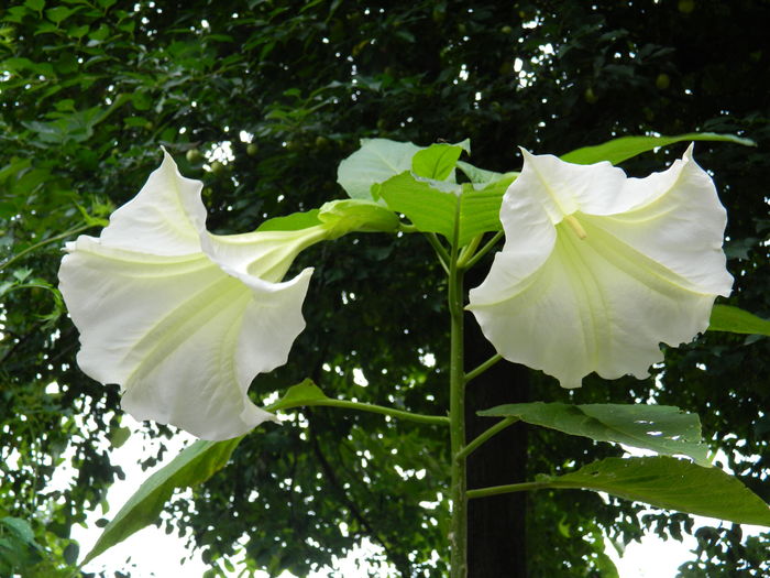 DSCN0929 - 2016 BRUGMANSII_CLEMATITE_HORTENSII 3