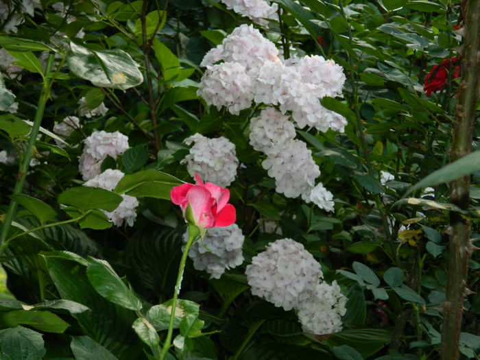 DSCN0954 - 2016 BRUGMANSII_CLEMATITE_HORTENSII 3