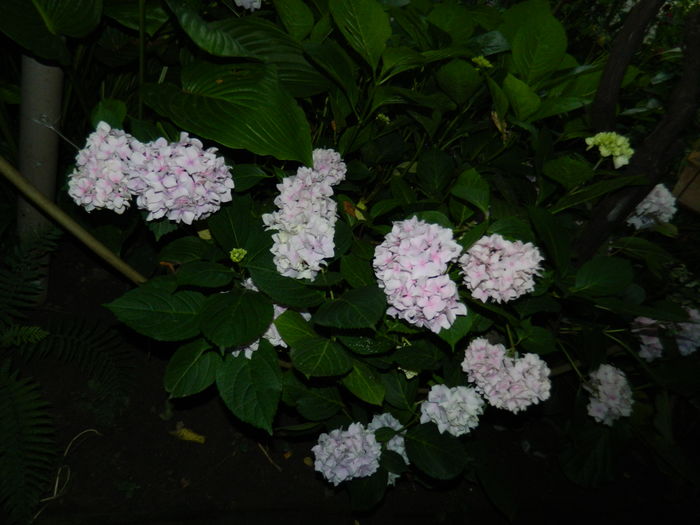 DSCN0998 - 2016 BRUGMANSII_CLEMATITE_HORTENSII 3