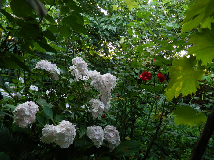 DSCN1000 - 2016 BRUGMANSII_CLEMATITE_HORTENSII 3