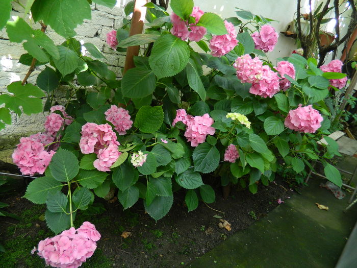 DSCN1068 - 2016 BRUGMANSII_CLEMATITE_HORTENSII 3