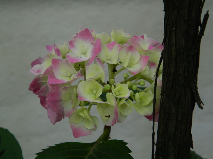 DSCN1069 - 2016 BRUGMANSII_CLEMATITE_HORTENSII 3