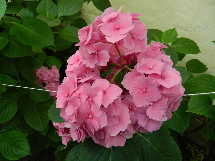 DSCN1071 - 2016 BRUGMANSII_CLEMATITE_HORTENSII 3