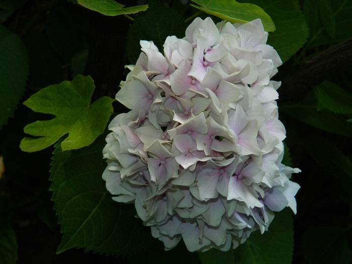 DSCN1082 - 2016 BRUGMANSII_CLEMATITE_HORTENSII 3