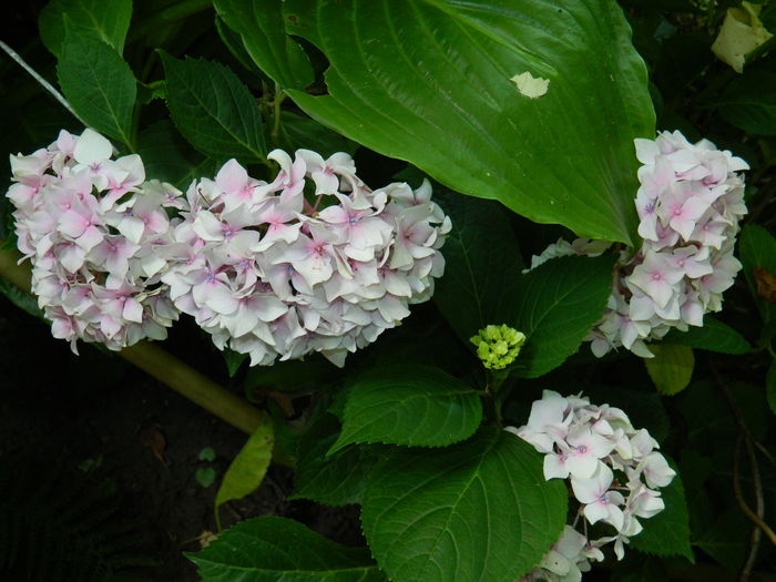 DSCN1085 - 2016 BRUGMANSII_CLEMATITE_HORTENSII 3