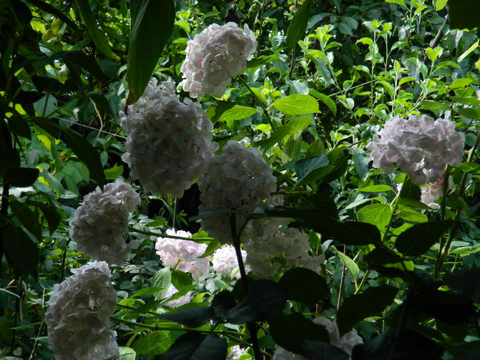 DSCN1087 - 2016 BRUGMANSII_CLEMATITE_HORTENSII 3