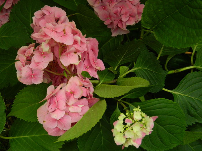 DSCN1100 - 2016 BRUGMANSII_CLEMATITE_HORTENSII 3