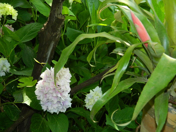 DSCN1104 - 2016 BRUGMANSII_CLEMATITE_HORTENSII 3