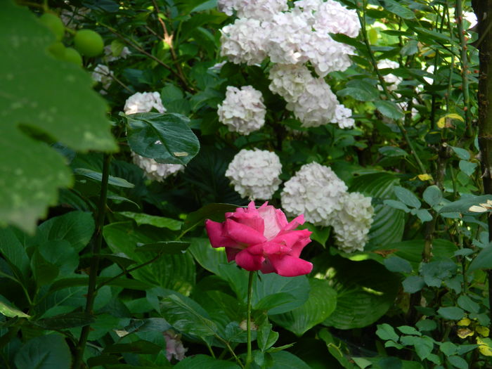 DSCN1167 - 2016 BRUGMANSII_CLEMATITE_HORTENSII 3