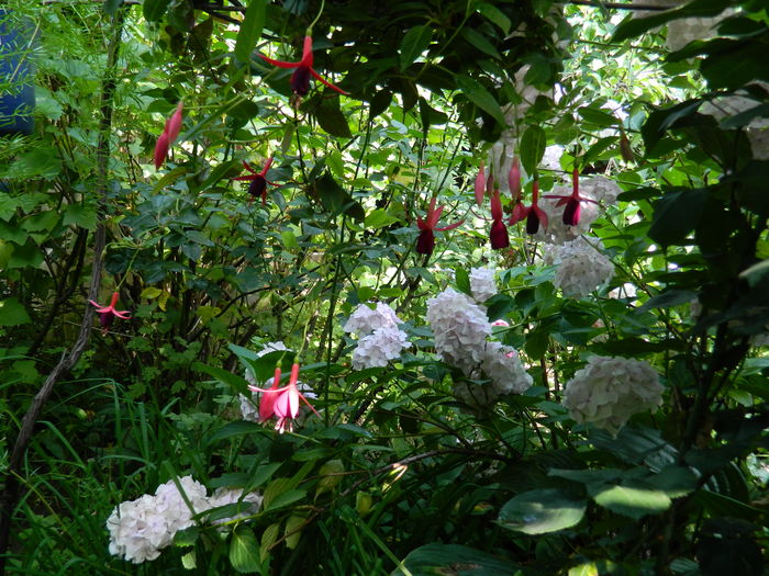 DSCN1171 - 2016 BRUGMANSII_CLEMATITE_HORTENSII 3