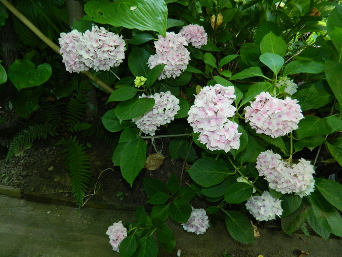 DSCN1203 - 2016 BRUGMANSII_CLEMATITE_HORTENSII 3