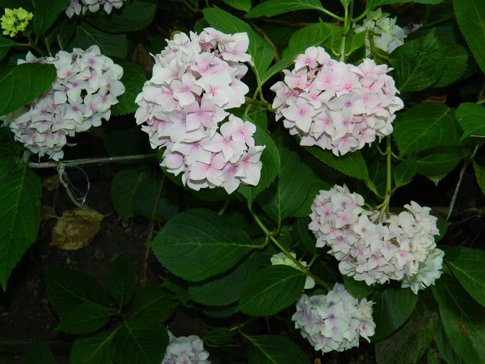 DSCN1204 - 2016 BRUGMANSII_CLEMATITE_HORTENSII 3