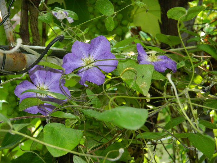 DSCN1210 - 2016 BRUGMANSII_CLEMATITE_HORTENSII 3