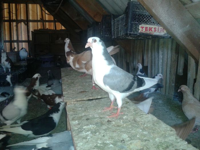 2016-06-26 17.45.42 - pui juc de gal 2016