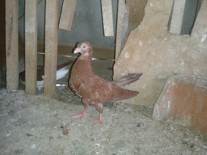 2016-06-26 17.45.50 - pui juc de gal 2016
