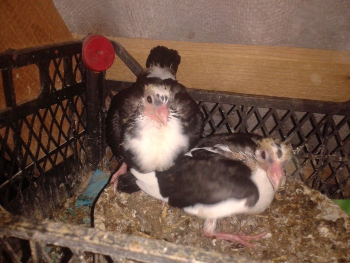 2016-06-26 17.56.59 - pui juc de gal 2016