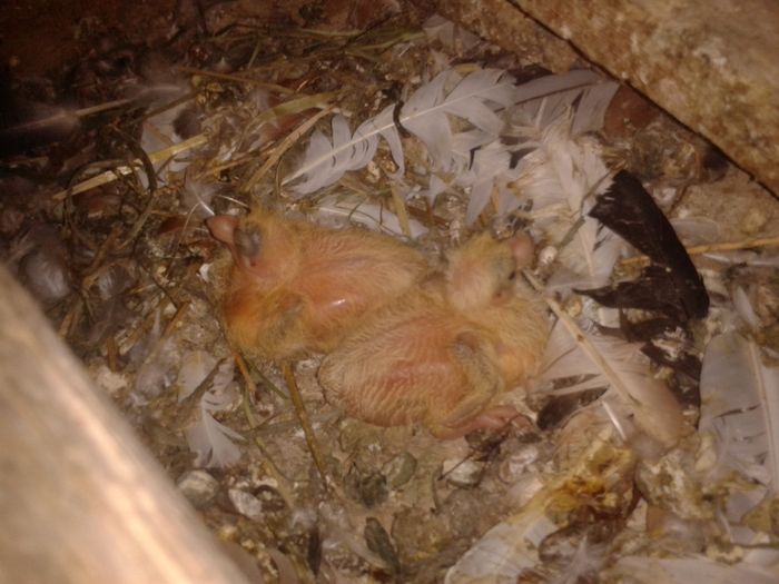 2016-06-26 17.58.21 - pui juc de gal 2016