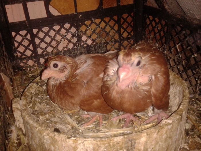 2016-06-26 17.59.00 - pui juc de gal 2016
