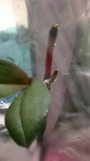 WP_20160627_07_27_13_Pro - Orhidee inmultire