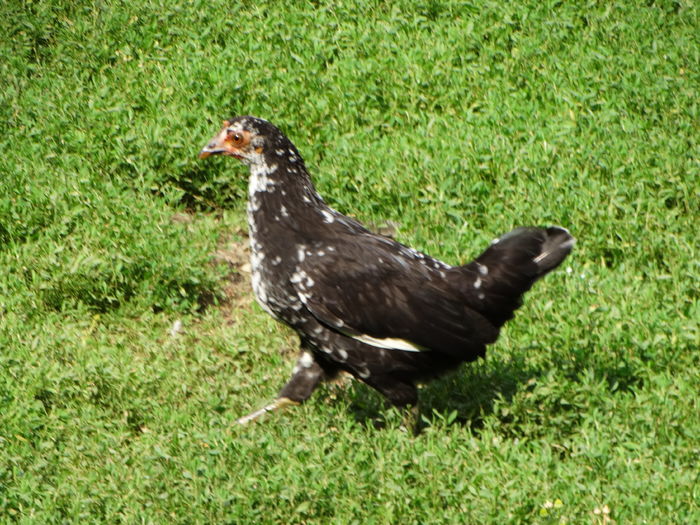 DSC08441