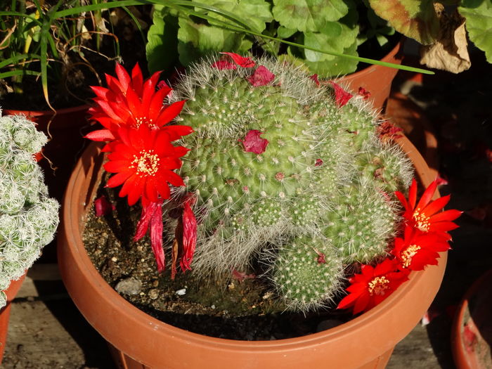DSC08381 - Cactusi si suculente 2015-2016-2017