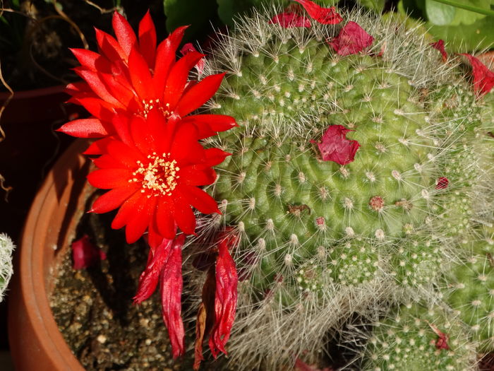 DSC08382 - Cactusi si suculente 2015-2016-2017