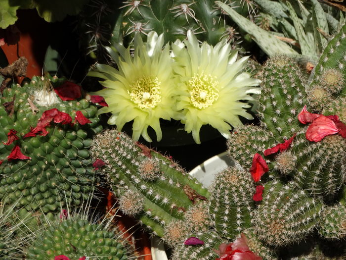 DSC08283 - Cactusi si suculente 2015-2016-2017