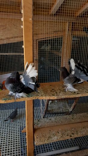 20160616_111213 - PUISORI 2022