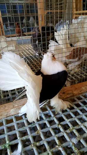 20160616_110848 - PUISORI 2022