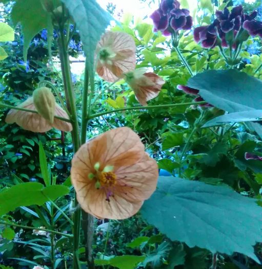 abutilon - Flori 2016