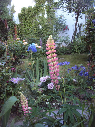 DSC01396 - Delphinium Lupin Digitalis