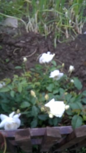 WP_20160602_14_29_28_Pro - A Acestia sunt trandafirii mei albi