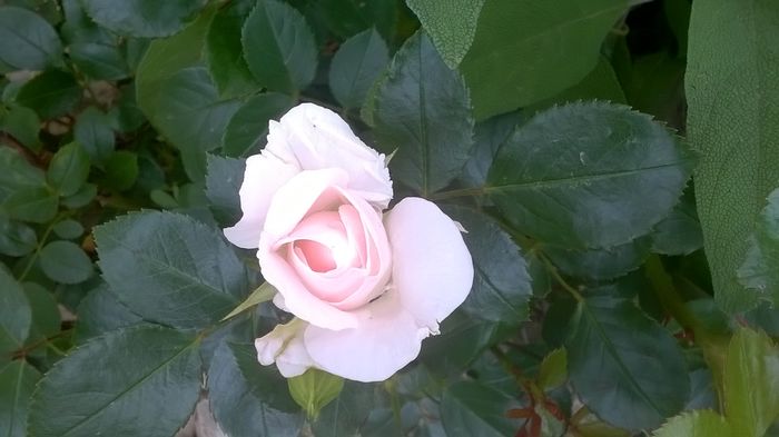 WP_20160603_09_32_04_Pro - A Acestia sunt trandafirii mei albi