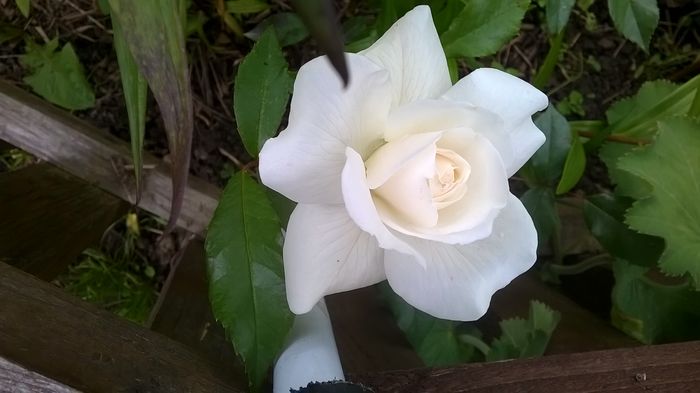 WP_20160603_17_42_09_Pro - A Acestia sunt trandafirii mei albi