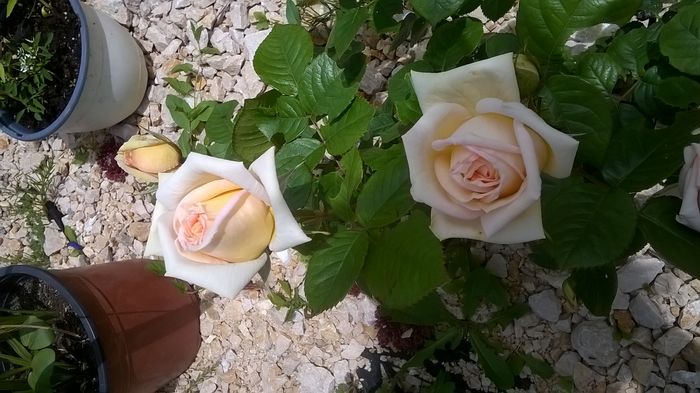WP_20160620_13_05_12_Pro - A Acestia sunt trandafirii mei albi