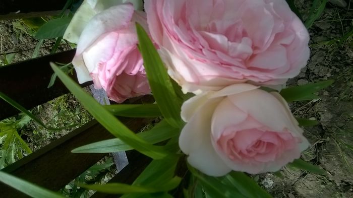 WP_20160620_13_06_27_Pro - A Acestia sunt trandafirii mei albi