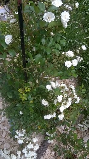 WP_20160620_13_07_09_Pro - A Acestia sunt trandafirii mei albi
