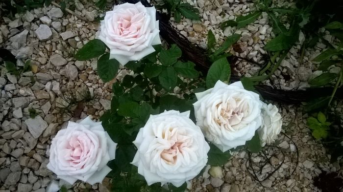 WP_20160622_21_20_06_Pro - A Acestia sunt trandafirii mei albi