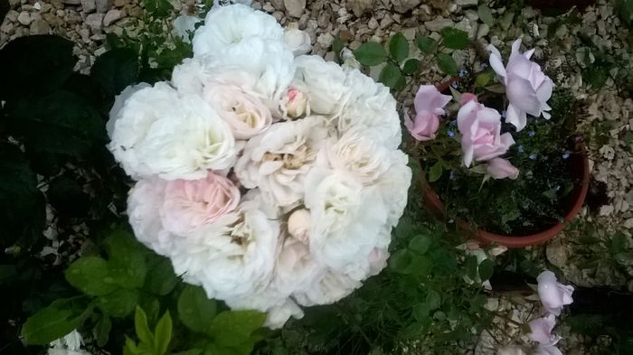 WP_20160622_21_20_21_Pro - A Acestia sunt trandafirii mei albi