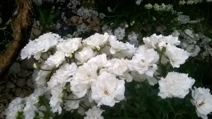 WP_20160622_21_20_57_Pro - A Acestia sunt trandafirii mei albi